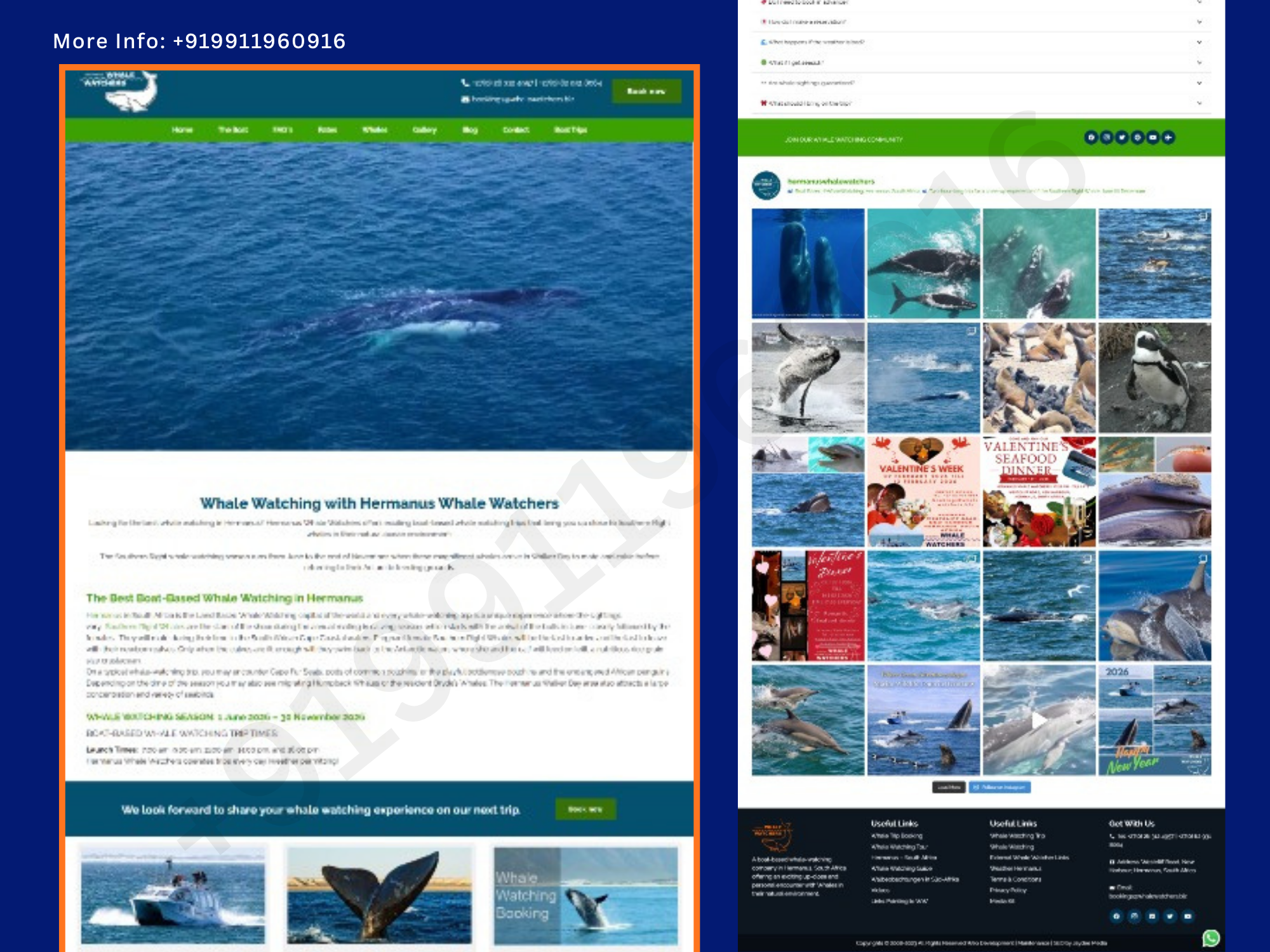 Premium Boat Based Whale Watching Marine Wildlife Toursgghhhh